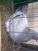 Monden ALBASTRU