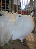 pava alba
