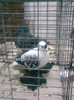 RANDUNICA1