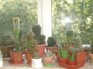 2006 cactusi