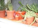 2006 cactusi 5