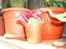 2006cactus cu flori 3