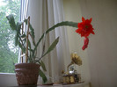 cactus 19 iunie 2006