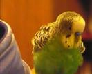 papagali superbi
