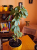 passi vitifolia