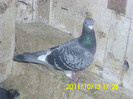 vandut