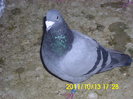 vandut