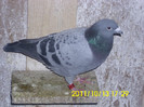 vandut