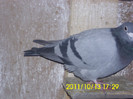 m-07-70ron