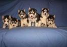 1289811229_138015956_1-Fotografii-de--catelusi-superbi-husky-siberian-1289811229