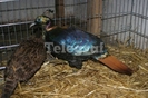 fazani tragopan