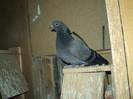 DSC01294