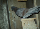 DSC01300