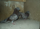 DSC01337