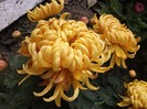 Olymp Orange