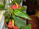 poze 358