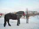 2010_01_24_0_1_trei-sute-de-cai-au-coborat-din-poveste-la-sibiu_55697