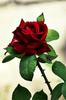 images (32)