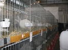 linia de urias albi