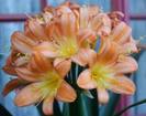 154-Ella van Zyjl (apricot D6)