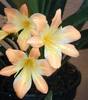 312-Pastel ex Pat Gore