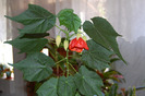 ABUTILON