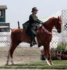 horse-saddlebred-standing