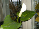 noiembrie_ 001