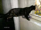 noiembrie_ 007