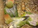 rozeicollis opalin