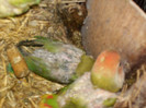 rozeicollis opalin