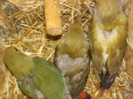 rozeicollis cinnamon