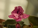 DSCN4091