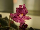 DSCN4094