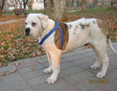 Athos  28 kg
