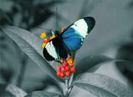 images (44)