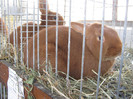 knittel-efer- 084