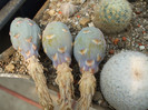 DSCF9061
