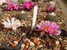 DSCF9156