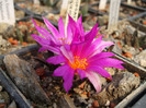 DSCF9054