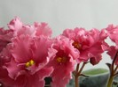 DSCN4187