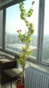 lantana