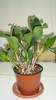 cattleya suparata