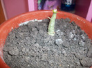puiut de adenium de la Estefana