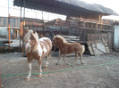 SAM_1665