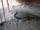 SAM_1903