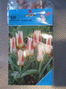 foto,s 094 Johann Strauss tulip