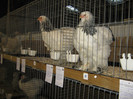 knittel-efer- 096