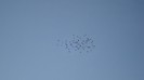 DSC00338