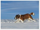 saint-bernard-01-thumb1
